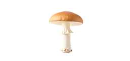 Agaricus Blazei