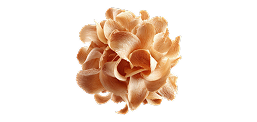 Tremella