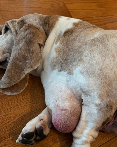 - Merritt J., Dog Mom