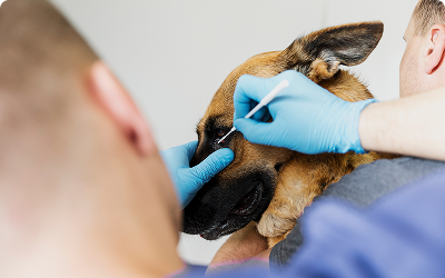 Vet treatments can cost $1,000s and still come back